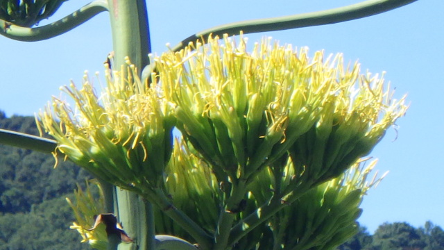 リュウゼツラン(竜舌蘭)の花