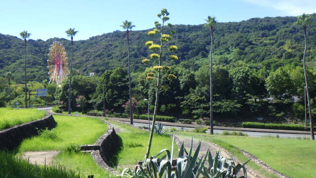 リュウゼツラン(竜舌蘭)