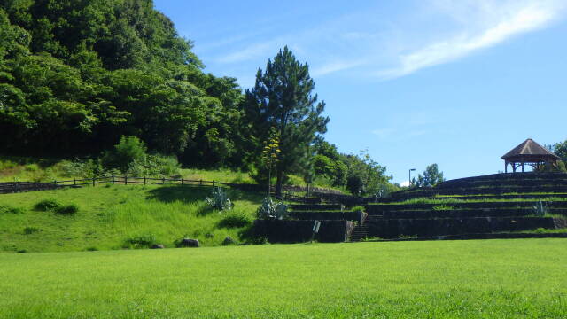 リュウゼツラン(竜舌蘭)