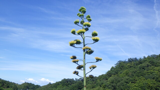 リュウゼツラン(竜舌蘭)